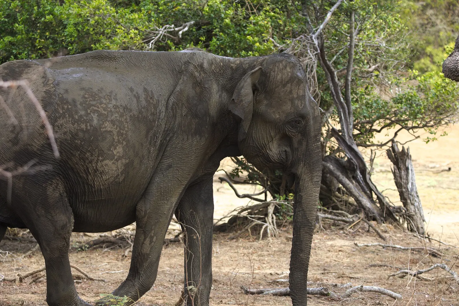 Sri Lankan elephant in its natural sanctuary habitat