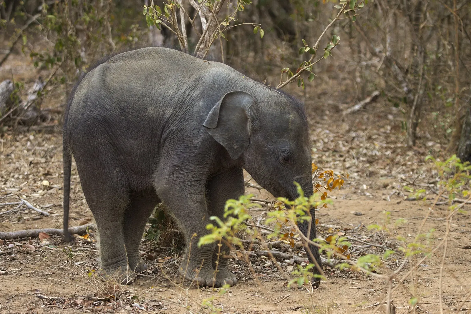 Sri Lankan elephant in Yala National Park