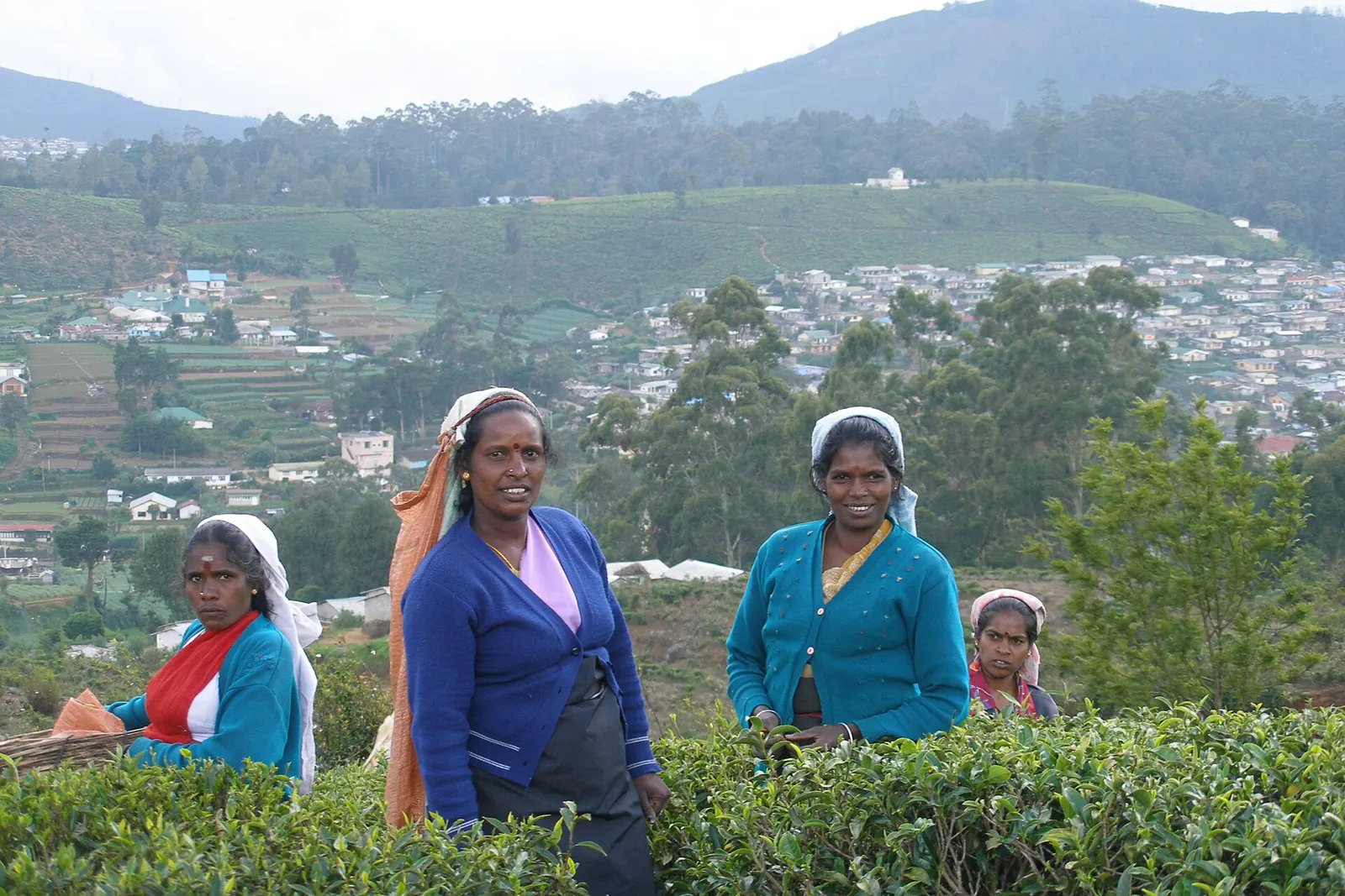 Tea plantation hillsides in Sri Lanka's hill country